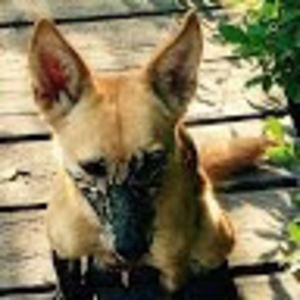 Meet your Posher, Celeste